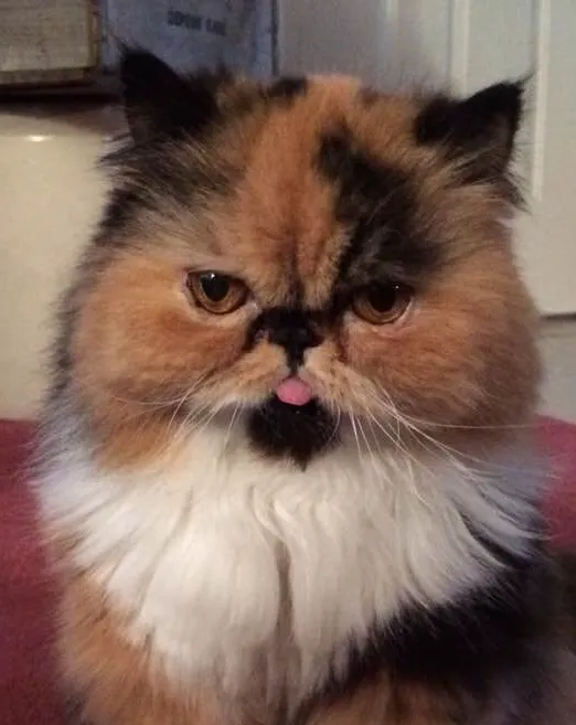 Cream Ridge Animal Clinic Picture 3