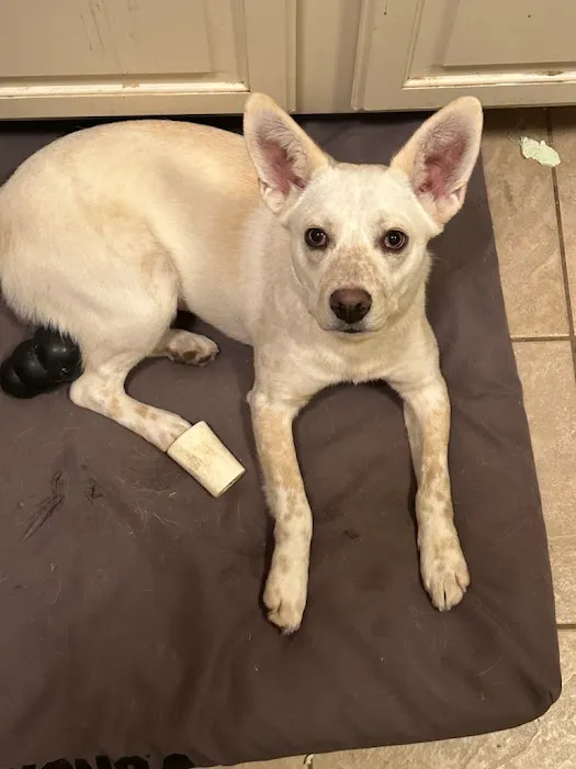 Heartland Veterinary and Boarding Picture 1