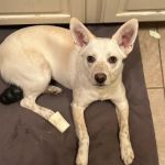 Heartland Veterinary and Boarding