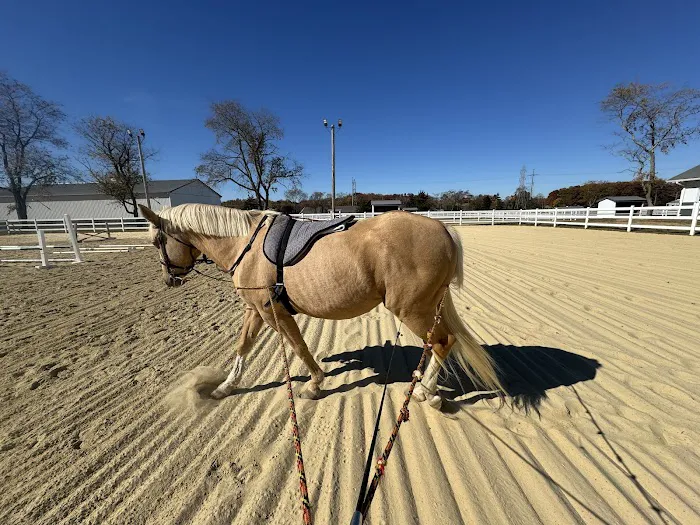 Walnridge Equine Clinic Picture 2