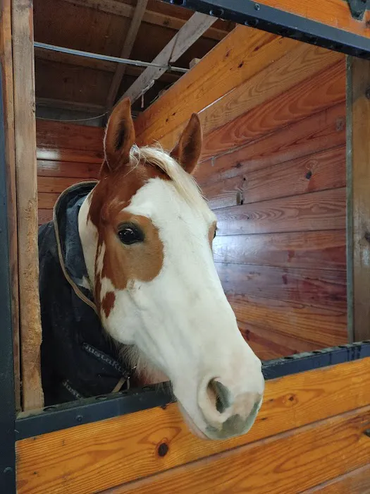 Walnridge Equine Clinic Picture 4