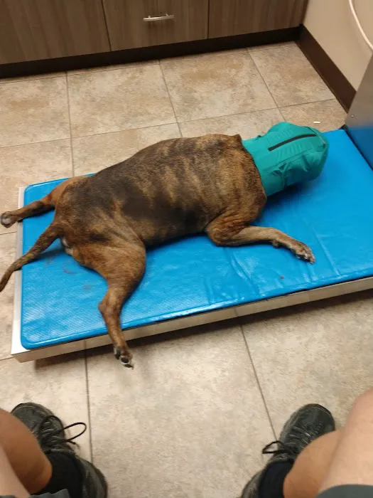 Jackson Veterinary Hospital Picture 3