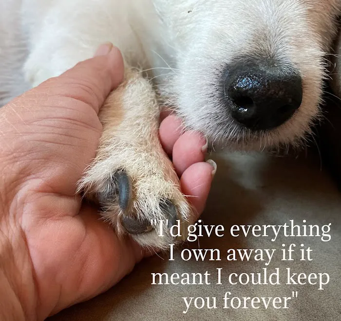 Dr. Craig Little/ Tender Comforts in home Pet Euthanasia Picture 5