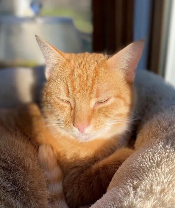 Dr. Craig Little/ Tender Comforts in home Pet Euthanasia Picture 4