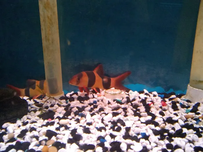 Leesburg Pet Center Picture 7