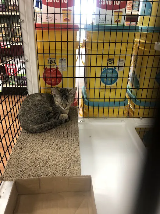 Pet Supermarket Picture 5