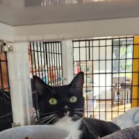Pet Supermarket ico
