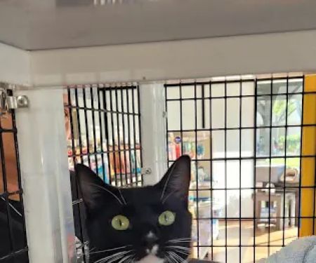 Pet Supermarket