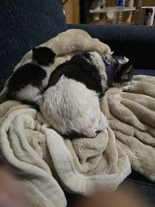 Pet Supermarket Picture 2