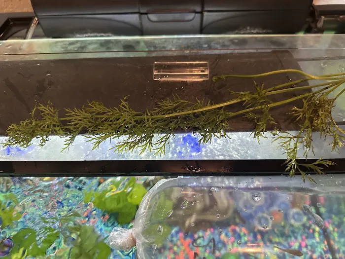 Pet Supermarket Picture 7