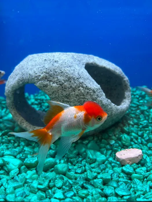 Pet Supermarket Picture 9