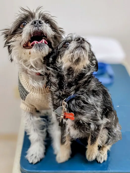 South Branch Veterinary Services Picture 2