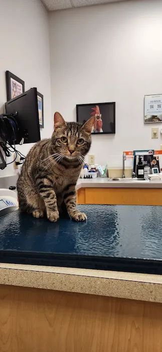 South Branch Veterinary Services Picture 7