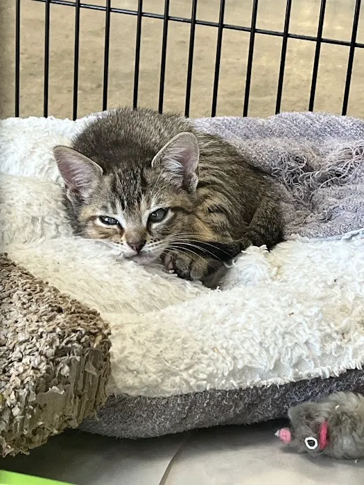 Pet World - Auburndale Picture 3