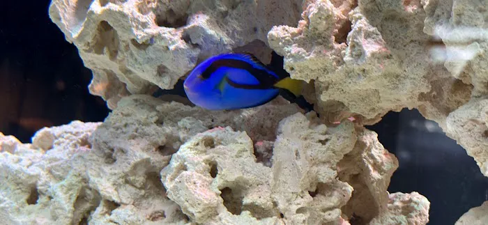 Fishtastic Aquarium Picture 4