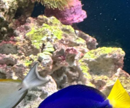 Fishtastic Aquarium