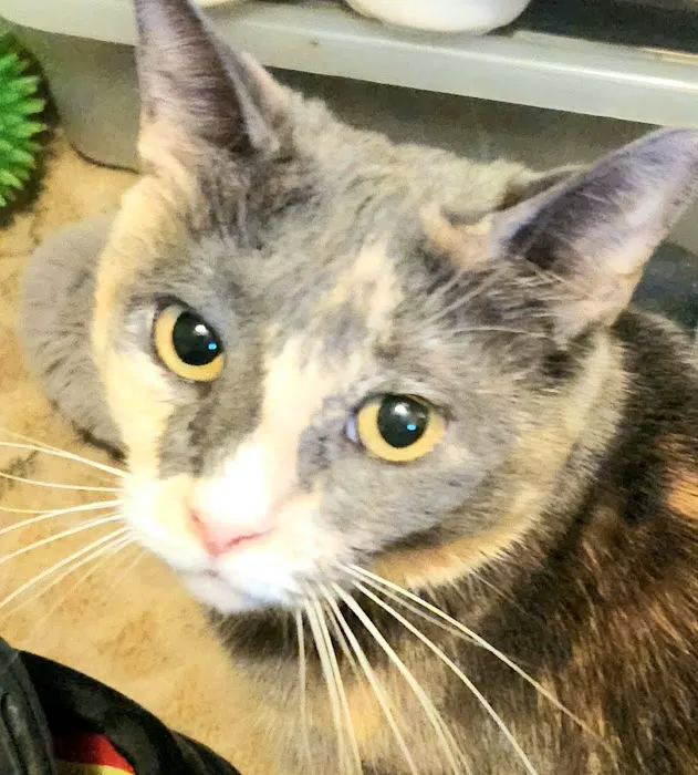 Hopewell Veterinary Group Inc Picture 5