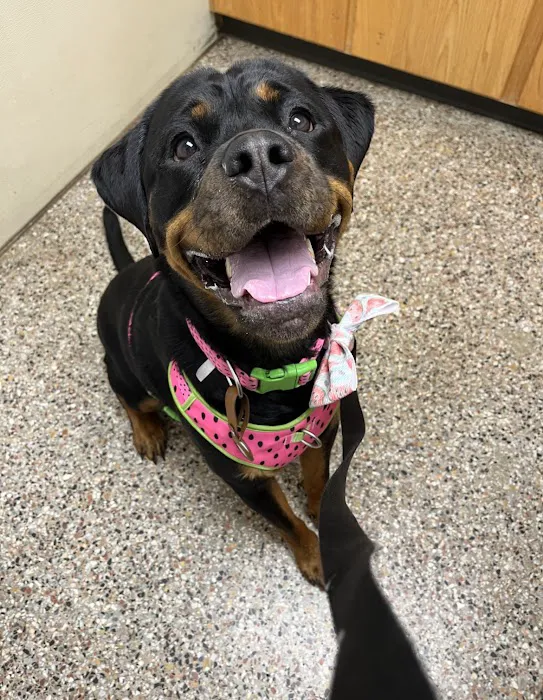 Hopewell Veterinary Group Inc Picture 2