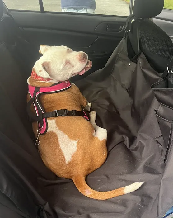 Hopewell Veterinary Group Inc Picture 3