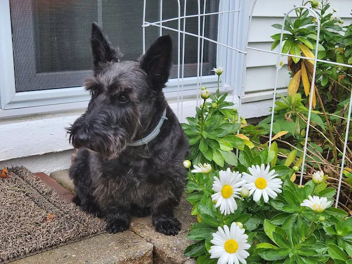 Hopewell Veterinary Group Inc Picture 7