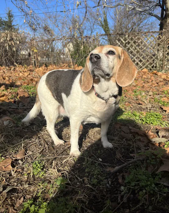 Hopewell Veterinary Group Inc Picture 4