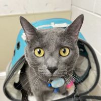 Hopewell Veterinary Group Inc ico