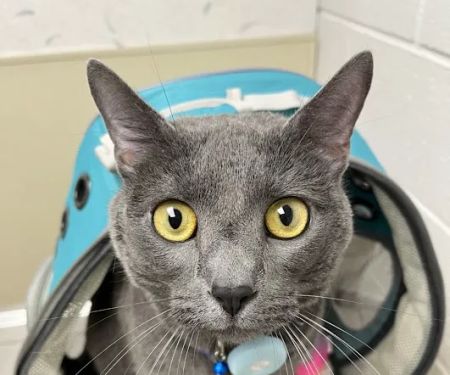 Hopewell Veterinary Group Inc