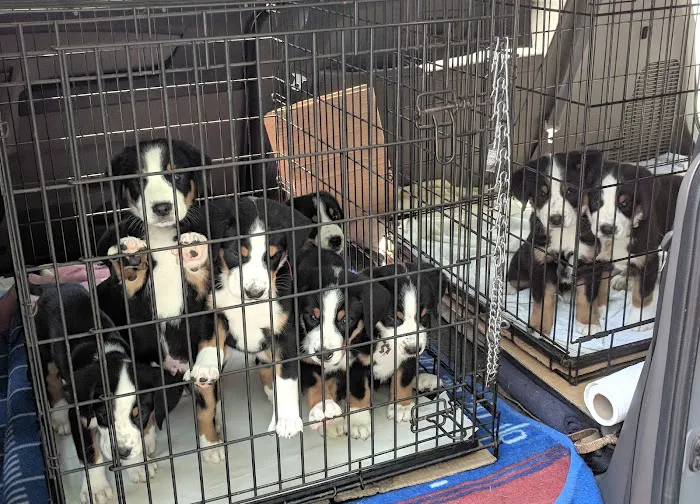 Hopewell Veterinary Group Inc Picture 10