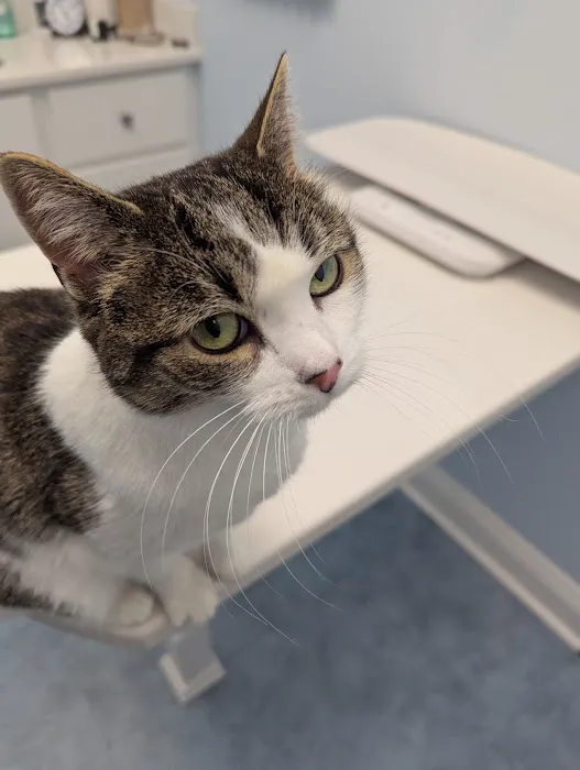 Cats Only Veterinary Hospital & McSNIP Picture 1