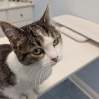 Cats Only Veterinary Hospital & McSNIP ico