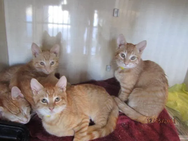 Cats Only Veterinary Hospital & McSNIP Picture 3