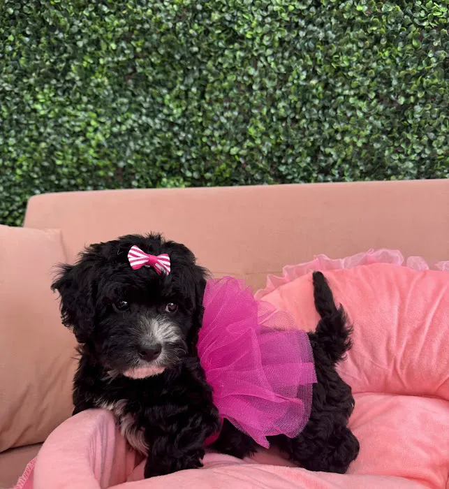 Le'Puppy Palace Picture 6