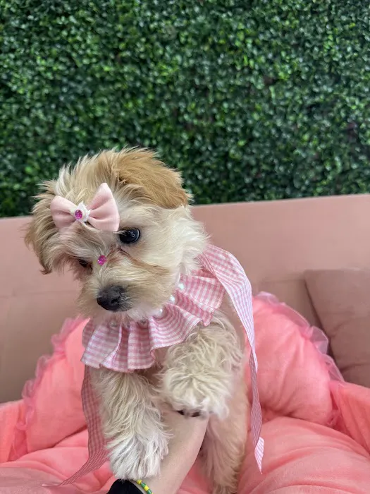 Le'Puppy Palace Picture 5