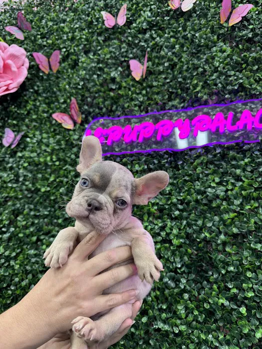 Le'Puppy Palace Picture 2