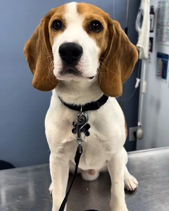 Budd Lake Animal Hospital Picture 6