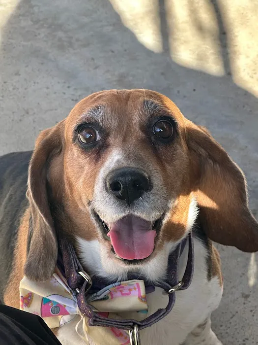 Budd Lake Animal Hospital Picture 9