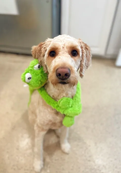 Budd Lake Animal Hospital Picture 1