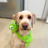 Budd Lake Animal Hospital ico