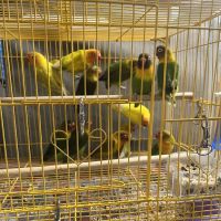 Kingdom Of Pets Inc ico