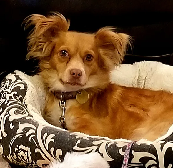 Hackettstown Animal Hospital Picture 2