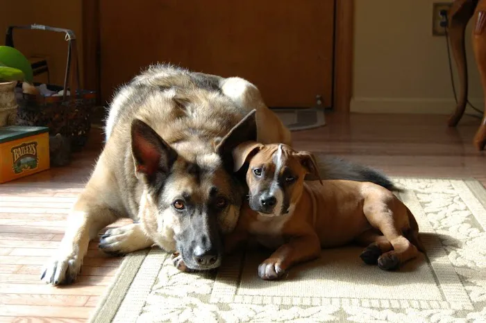 Hackettstown Animal Hospital Picture 4