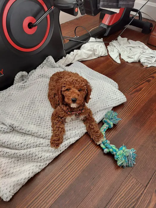 Puppy Boutique of Bartow Picture 3