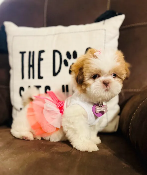 Puppy Boutique of Bartow Picture 6