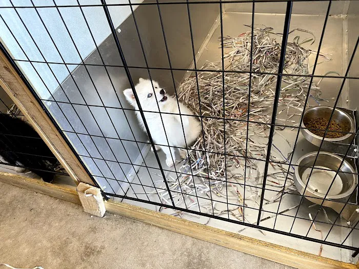 Puppy Boutique of Bartow Picture 4