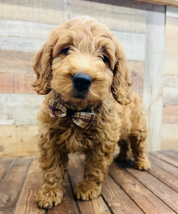 Puppy Boutique of Bartow Picture 10