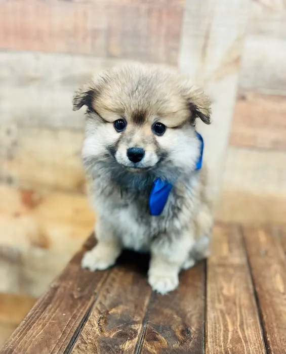 Puppy Boutique of Bartow Picture 8