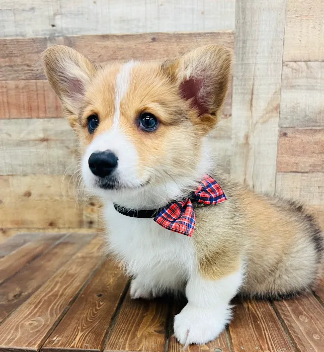 Puppy Boutique of Bartow Picture 2