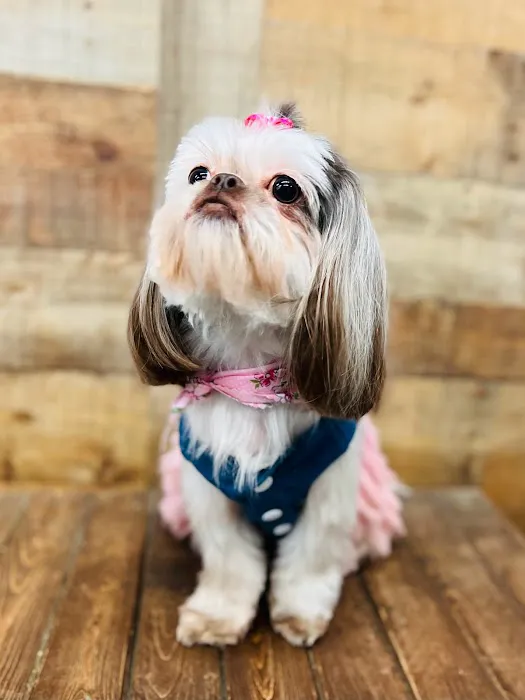 Puppy Boutique of Bartow Picture 7