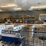 Puppy Boutique of Bartow