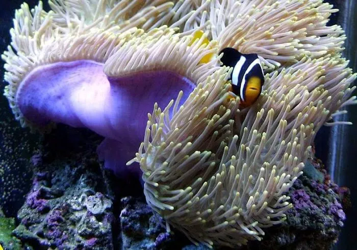 Darrell's Aquarium Picture 3